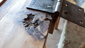 Holzfrass trotz dicker Farbschicht