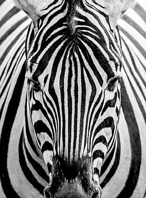 wandbild zebra
