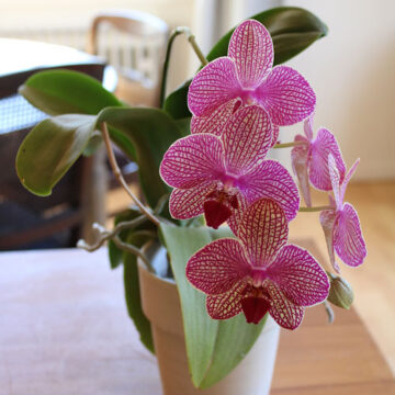 Orchideen pink
